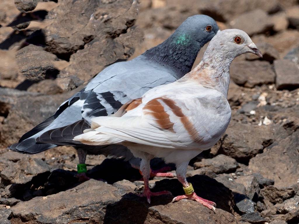 Columba livia EM1B2446 by Bengt Nyman is licensed under CC BY 2.0.